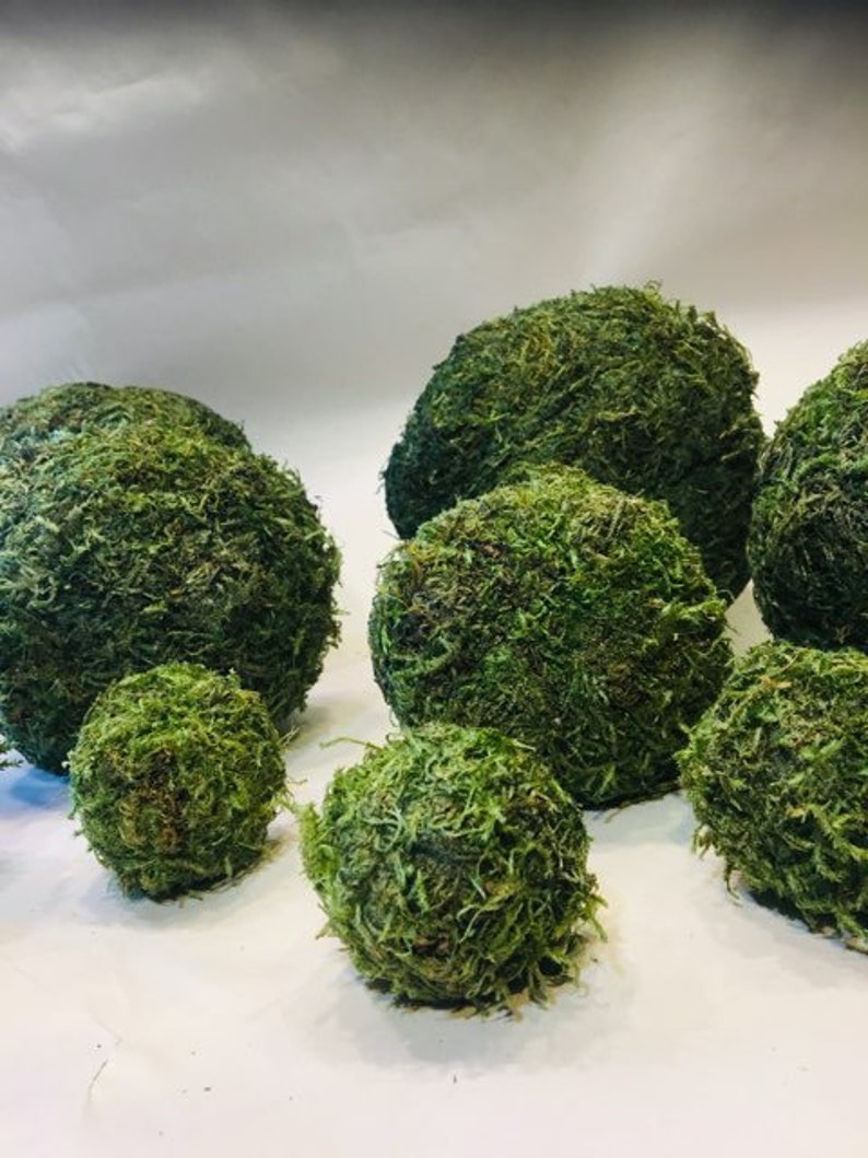Moss Balls moss ball preserved moss ball decorative moss balls Etsy