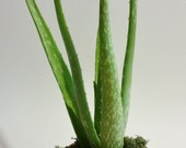 Aloe Vera plant Medicinal Ornamental. 1 Live plant