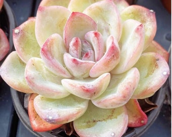 Echeveria Cream Puff Rare Korean Succulent Live Plant Import. 2+ Inches