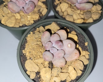 Pachyphytum 'Blue Haze' Rare Korean Succulent Live Plant Import