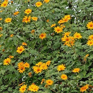 Mexican Sunflowers 10 cuttings Tithonia diversifolia Permaculture fertilizer. Marigold Tree. Chop and Drop