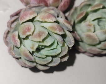 Echeveria Ice Berry Rare Korean Succulent Live Plant Import