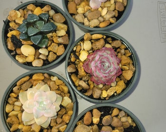 Assorted Rare Koran succulents 3 5 or 8 Bundles Echeveria Graptopetalum Pink Red Rainbow