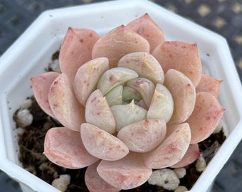 Echeveria Pure love Rare Korean Succulent Live Plant Import