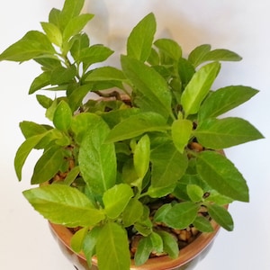 Gynura Procumbens Longevity Spinach Cuttings