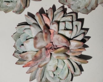 Echeveria Monroe Triple head Cluster Korean Succulent Live Plant Import 4 Inches