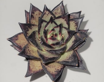 Echeveria Meikuan Super Rare Korean Succulent Live Plant Import 5-6 Inches