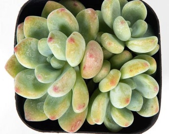 Sedum Clavatum Cluster Rare Korean Succulent Live Plant Import