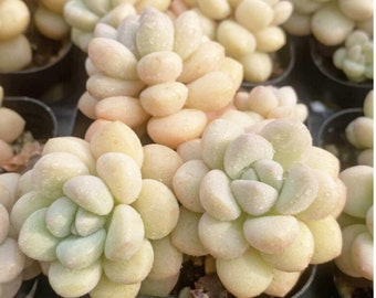 Graptopetalum Daphne Cluster Rare Korean Succulent Live Plant Import Daphni Clustering