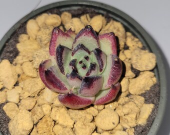 Echeveria Agavoides Ebony Rare Korean Succulent Live Plant Import