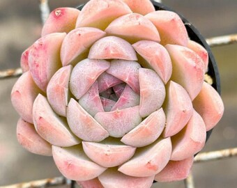 Strawberry Milkshake Rare Korean Succulent Live Plant Import