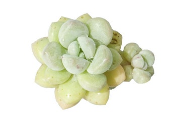 Graptopetalum Daphne Double Head Rare Korean Succulent Live Plant Import Daphni