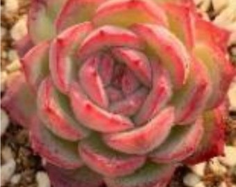 Echeveria Silhouette Rare Korean Succulent Live Plant Import