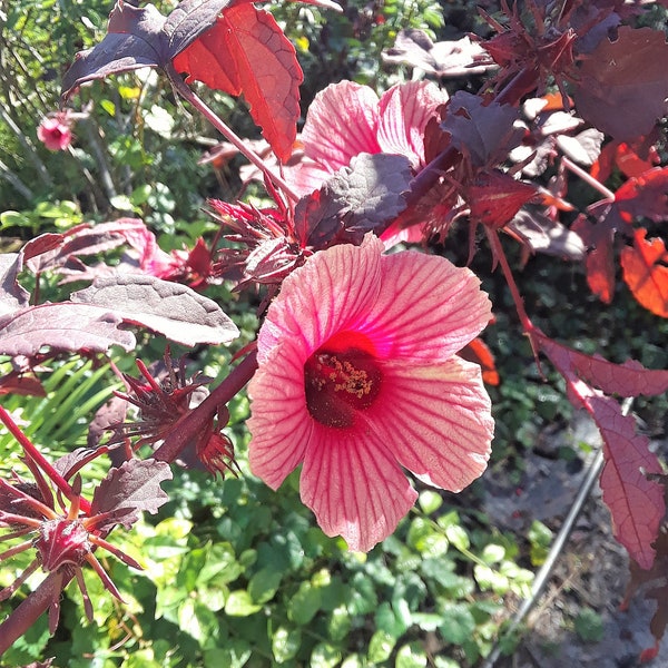 Cranberry Hibiscus Plant Etsy