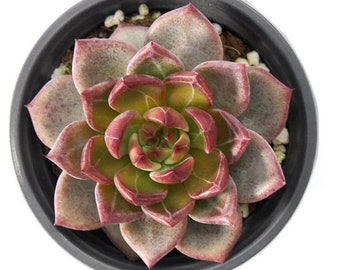 Echeveria Monroe Rare Korean Succulent Live Plant Import