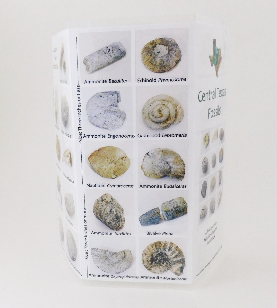 Texas Fossil Guide Central Texas Cretaceous Fossils Etsy