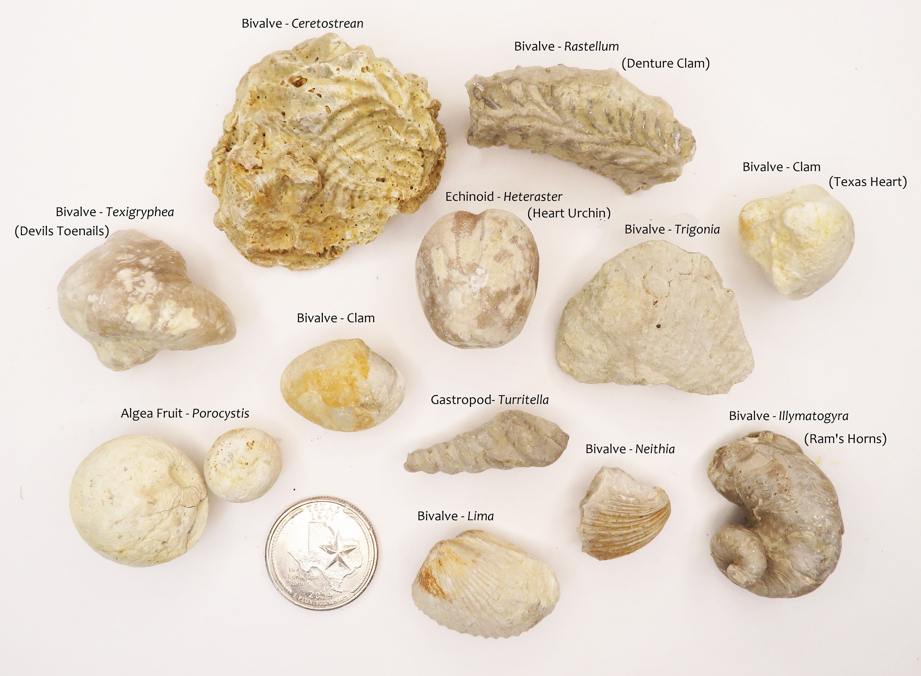 Fossil Set Medium Texas Cretaceous Study Fossils Etsy