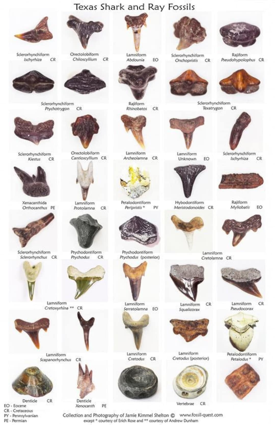 Texas Shark Fossils Poster 11 X 17 Free Shipping Etsy