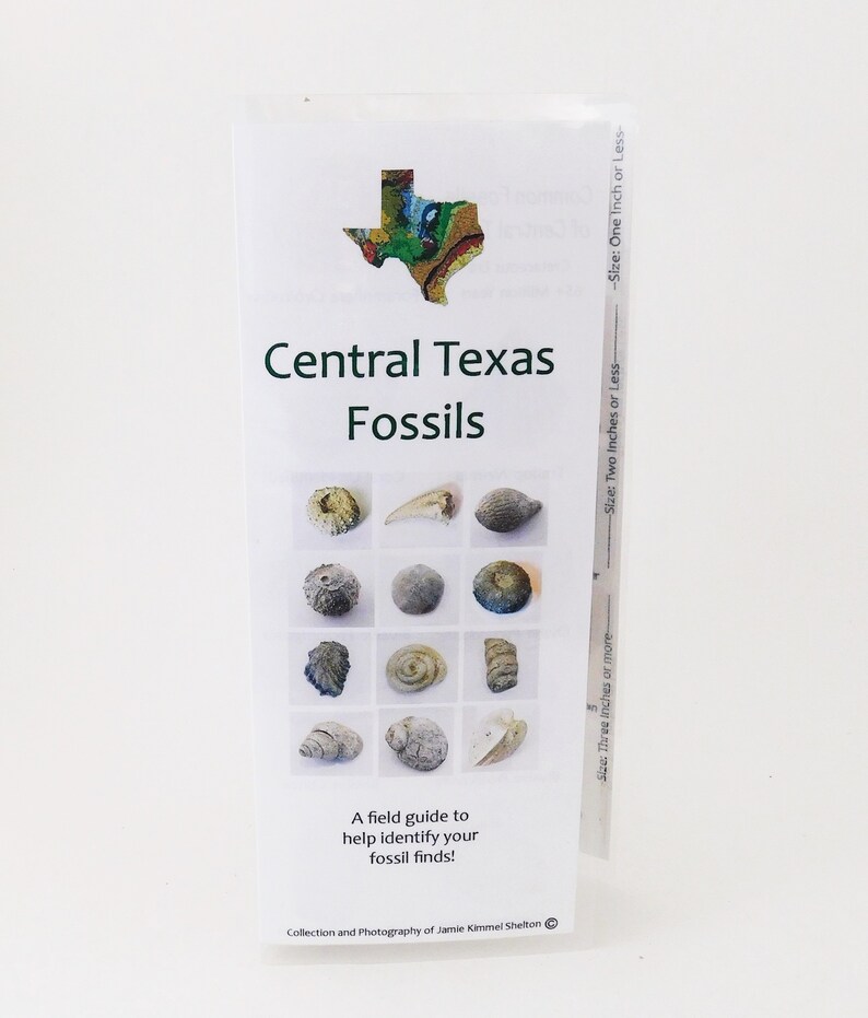 Texas Fossil Guide Central Texas Cretaceous Fossils Etsy