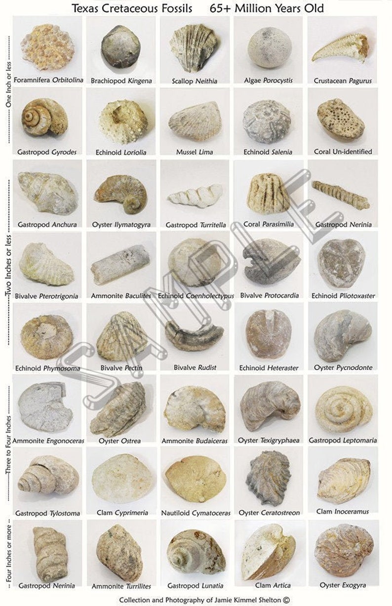Texas Fossils Poster 11 x 17 Etsy
