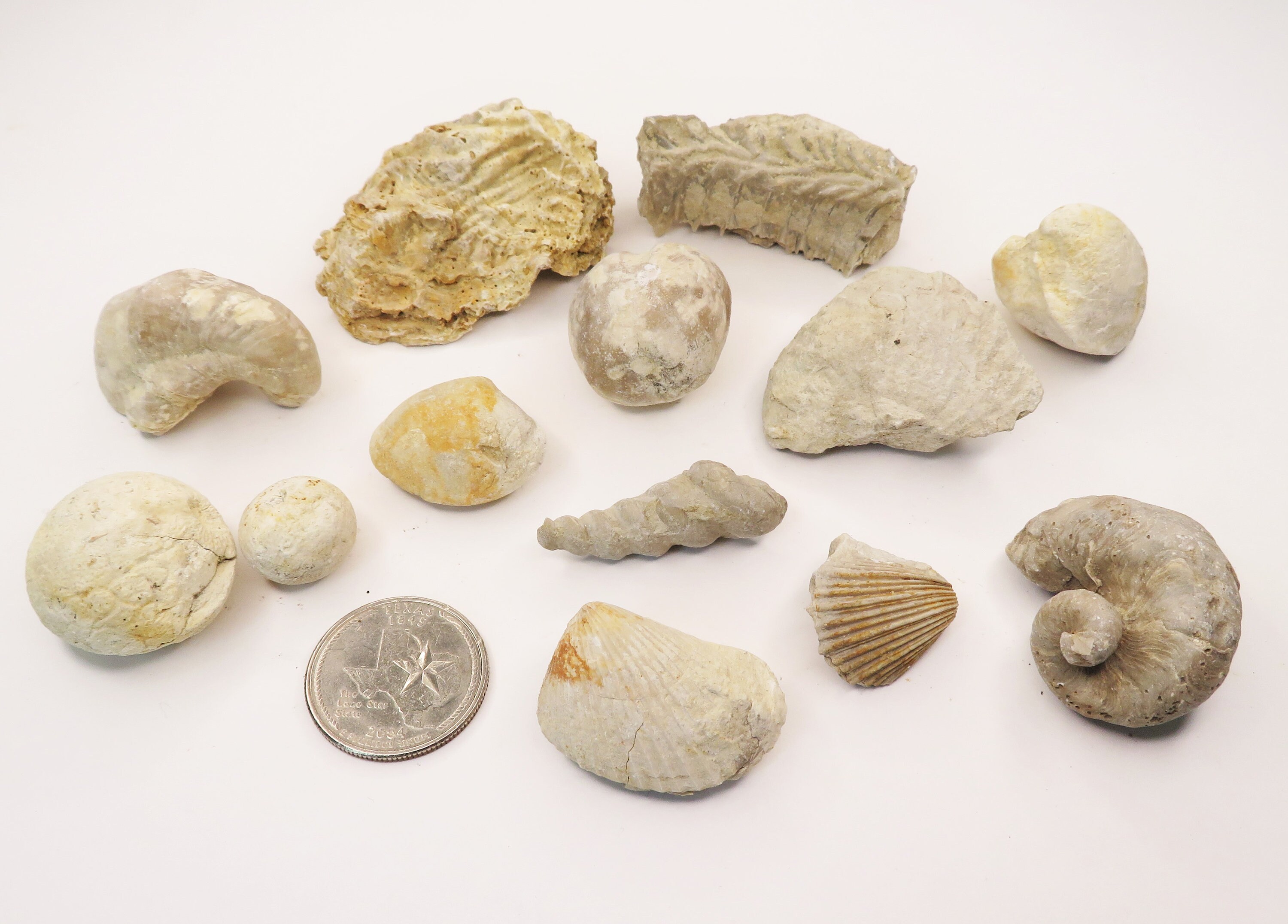 Fossil Set Medium Texas Cretaceous Study Fossils Etsy