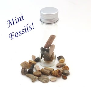 Mini Fossils - Glass Jar Full of Small Fossils - Shark Teeth, Crinoids, et.