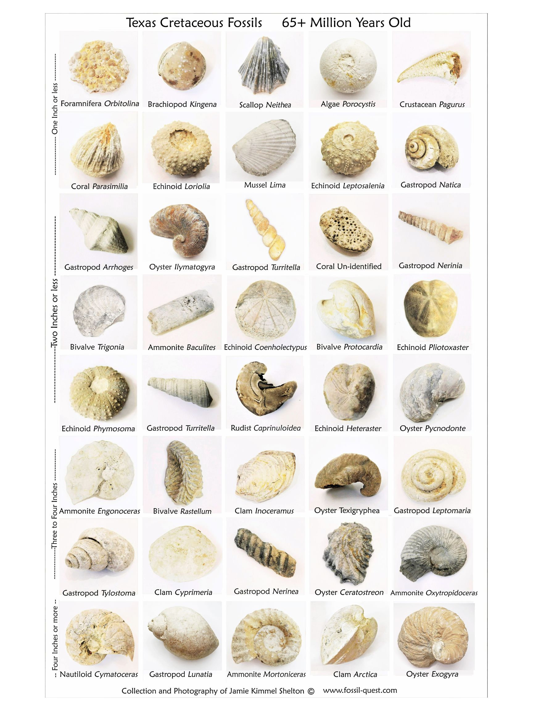 Texas Fossils Poster 11 X 17 Free Shipping Etsy