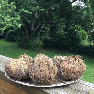 Rose of Jericho, Rose of Jericho Plant, Resurrection Plant