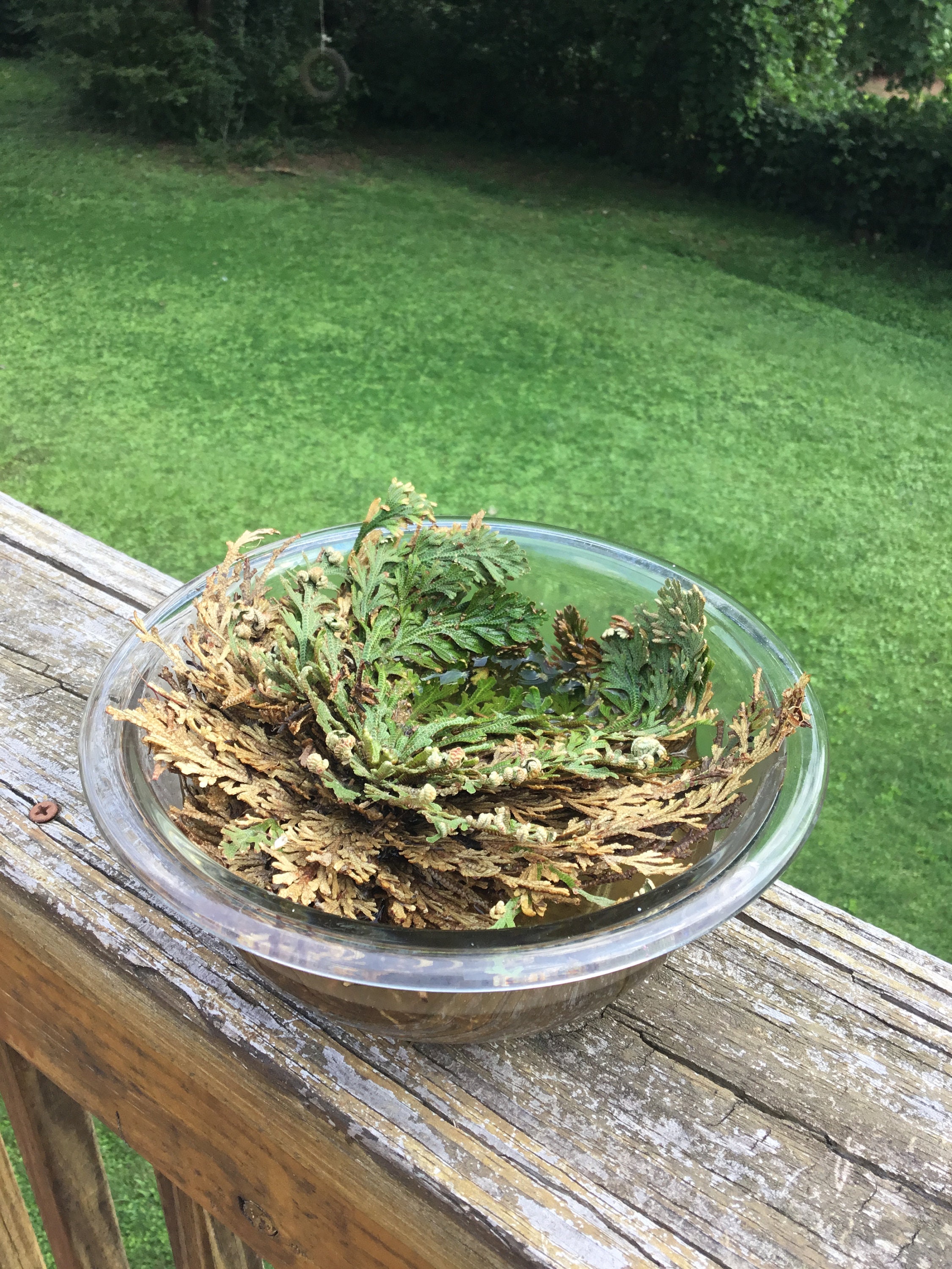 How to Grow & Care for Resurrection Plant (Rose of Jericho)