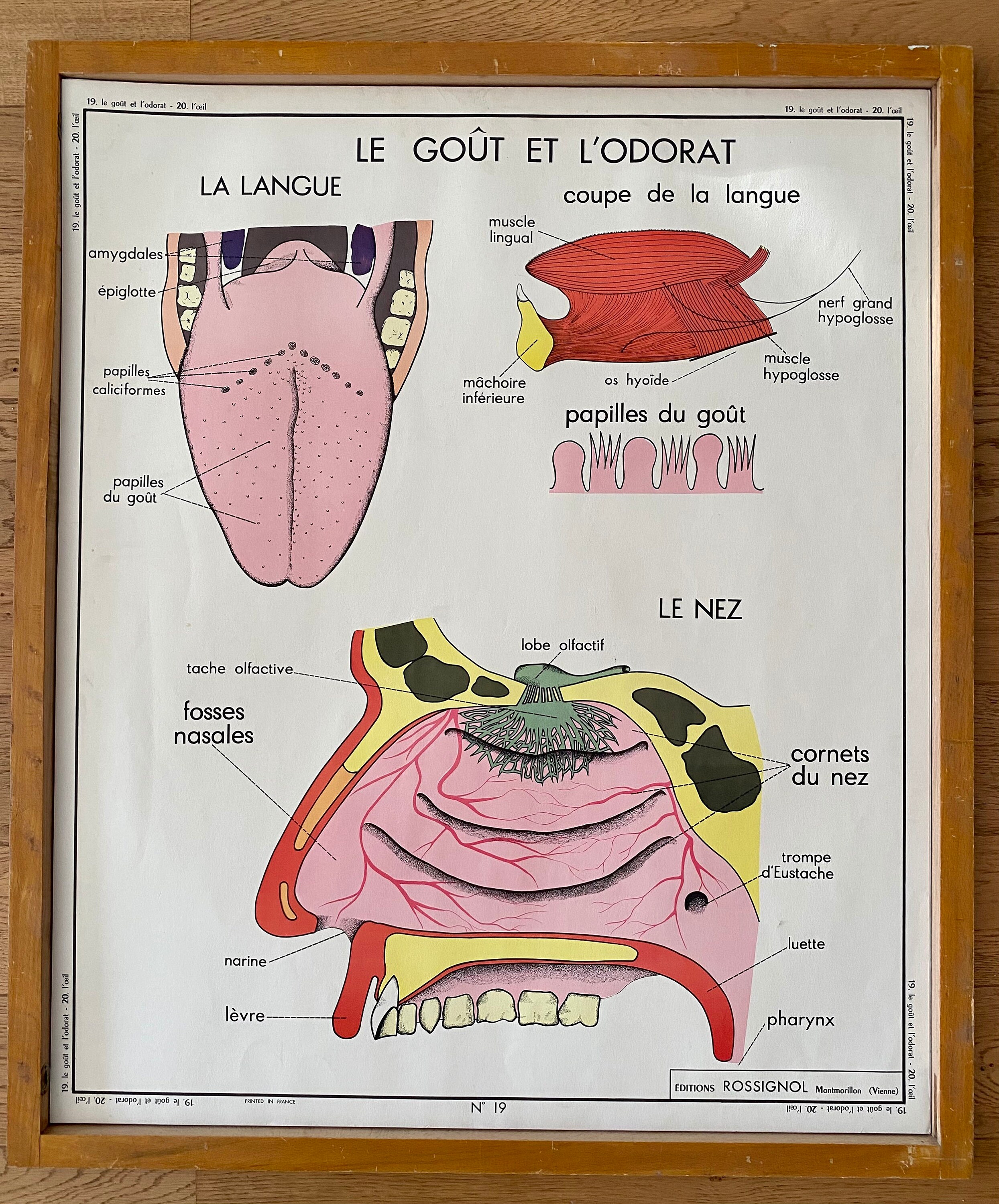 Anciennes Cartes d'anatomie Double Face- L'œil/Le Goût, L'odorat - Affiche Scolaire d'école Des Anné