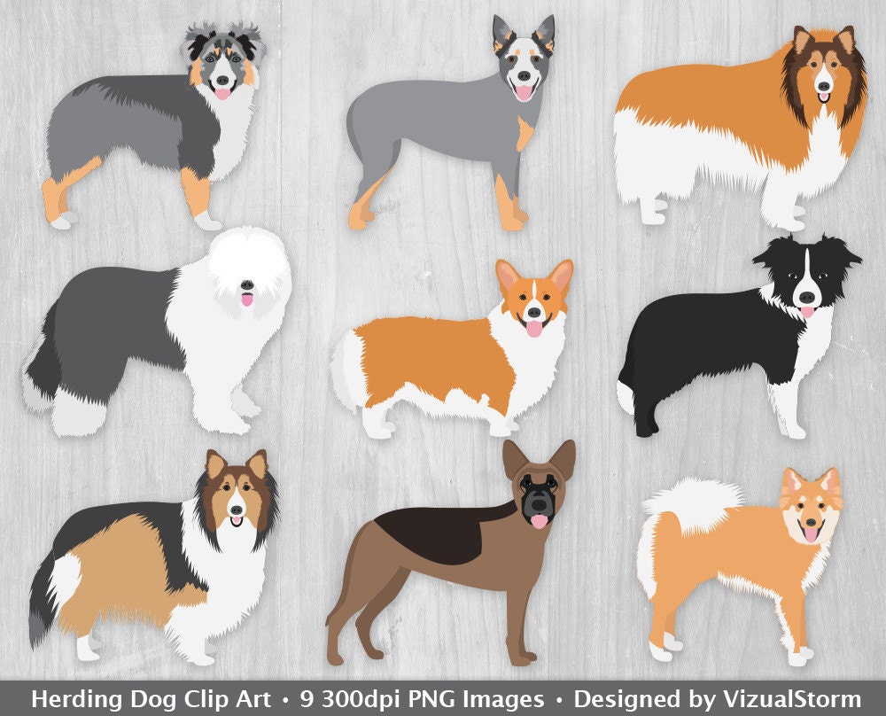 small herding breeds