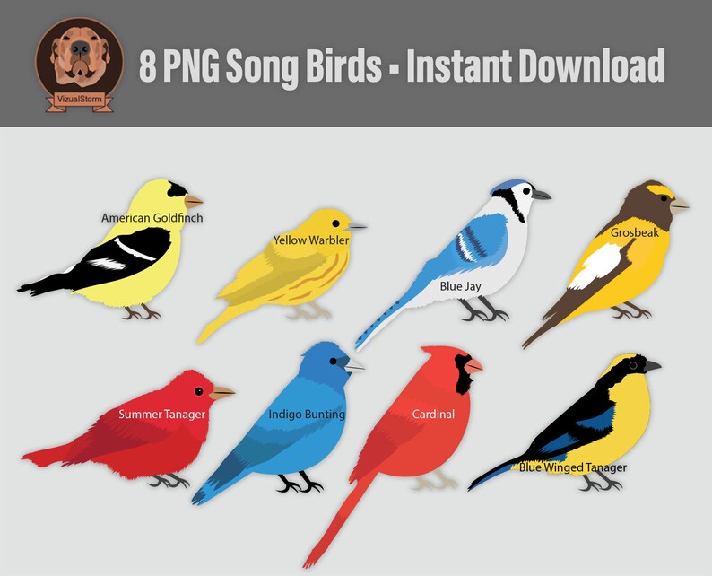 K&ouml;nnte beinhalten: Acht digitale Illustrationen verschiedener Singv&ouml;gel, darunter ein Amerikanischer Goldfink, ein Gelber Walds&auml;nger, ein Blauer Jay, ein Sommer-Tanager, ein Indigo-Ammer, ein Kardinal, ein Kernbei&szlig;er und ein Blaufl&uuml;gel-Tanager. Die V&ouml;gel sind in ihren nat&uuml;rlichen Farben dargestellt und schauen nach vorne.