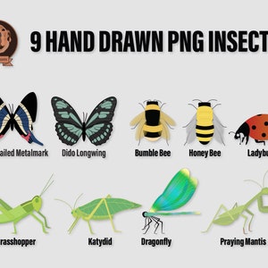 Hand drawn png insects clipart bundle.