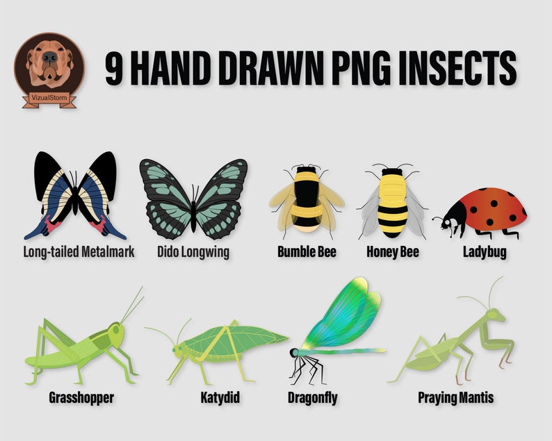 Hand drawn png insects clipart bundle.