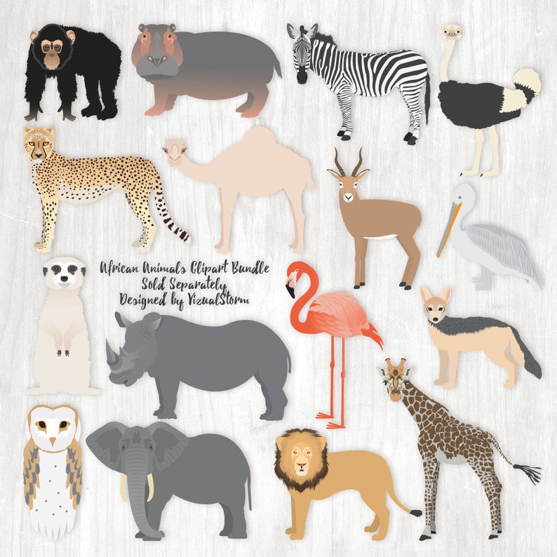 Wild Animals of Africa Clipart Digital Png Illustrations Elephant, Giraffe, Chimpanzee, Zebra, Hippopotamus, Rhinoceros, Lion, Cheetah image 4