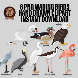 Bird Lovers Clipart Bundle PNG Wading Birds, Waterfowl, Shorebirds, Great Blue Heron, Snowy Egret, Duck, Bald Eagle, Wildlife Illustration image 2