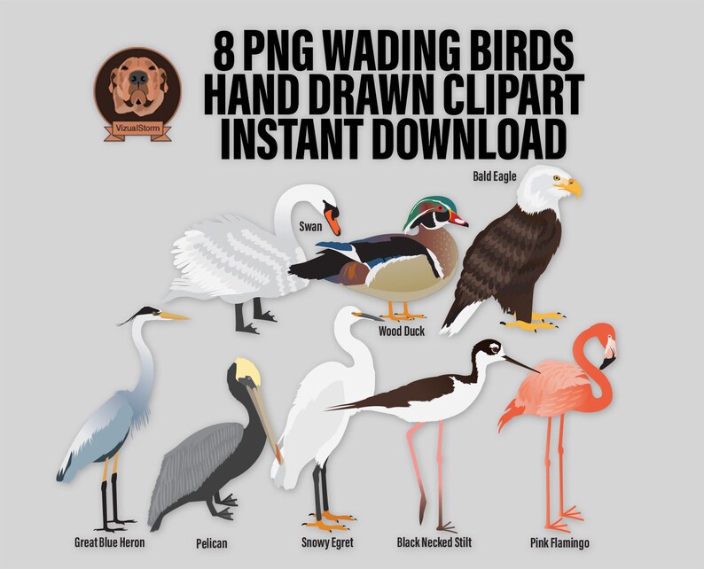 Bird Lovers Clipart Bundle PNG Wading Birds, Waterfowl, Shorebirds, Great Blue Heron, Snowy Egret, Duck, Bald Eagle, Wildlife Illustration image 2