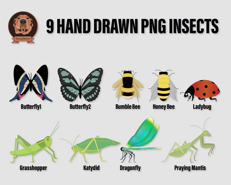 Png Insects CLipart Bundle