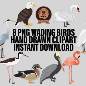 Hand drawn Wading Birds. Png Bald Eagle, White Swan, Great Blue Heron, Snowy Egret, Black Necked Stilt, Wood Duck, Brown Pelican and Pink Flamingo. 8 detailed digital bird Illustrations