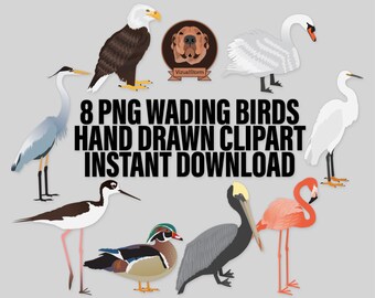 Bird Lovers Clipart Bundle - PNG Wading Birds, Waterfowl, Shorebirds, Great Blue Heron, Snowy Egret, Duck, Bald Eagle, Wildlife Illustration