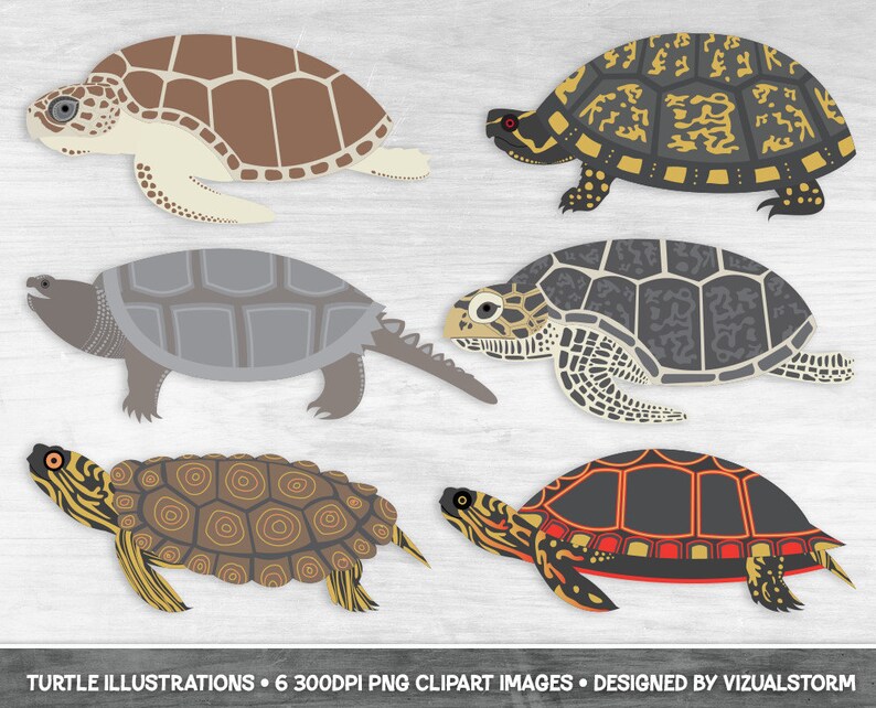 Black-Line Turtles Png Tortoise Line Art for Scrapbooking, Coloring or Marine Animal Crafts, Outlines of Turtles Hand Drawn Sea Life image 3