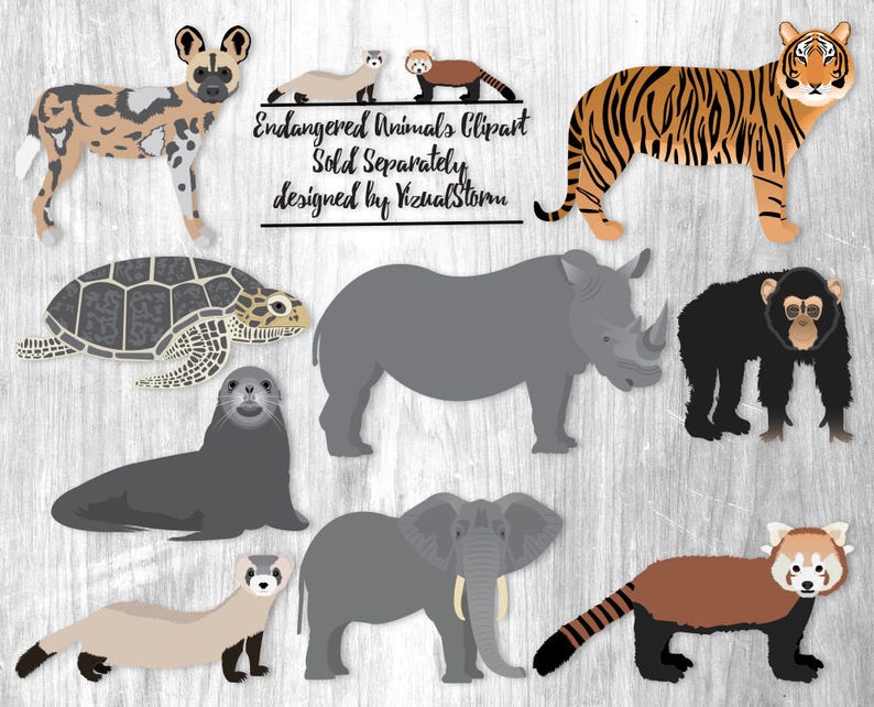 Wild Animals of Africa Clipart Digital Png Illustrations Elephant, Giraffe, Chimpanzee, Zebra, Hippopotamus, Rhinoceros, Lion, Cheetah image 5