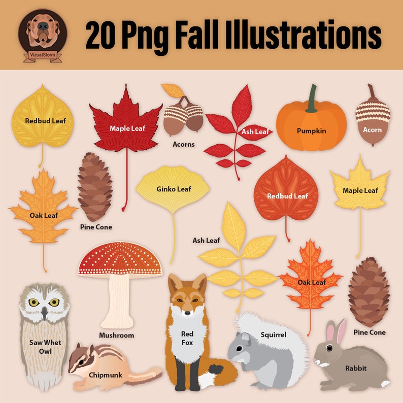 Png Fall Woodland Clipart Bundle Autumn Forest Illustrations with Leaves, Acorns, Pumpkin, Mushrooms, Fox, Rabbit, Squirrel, Owl, Chipmunk image 2