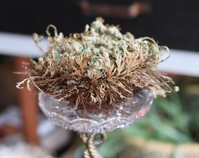 Rose of Jericho Etsy