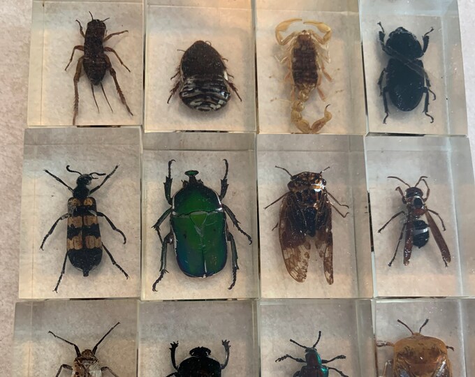 Set of 12 Beetles, Scarabs, Insects, Bees in Lucite Cubes - Etsy