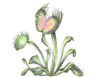 Venus Fly Trap Fine Art Print - Botanical Illustration, Carnivorous Plant Drawing, Gardening Floral Quirky Decor