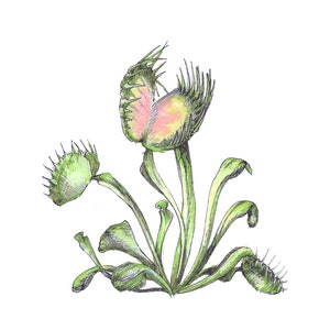 Venus Fly Trap Fine Art Print - Ilustración botánica, dibujo de plantas carnívoras, jardinería Decoración floral peculiar