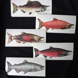 Conjunto de tarjetas de salmón, set de regalo de 5 tarjetas con especies de salmón rojo, rey, coho, rosa y chum, regalo para pescador, regalo para papá, regalo de salmón