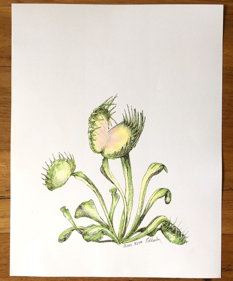 Venus Fly Trap illustration print botanical art print Etsy