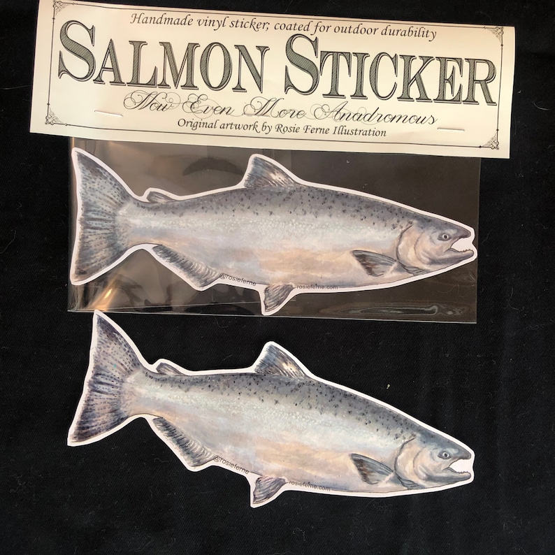 Vinyl salmon sticker with original illustration by Rosie Ferne, fishing Pacific northwest flyfishing gift nature lover image 5